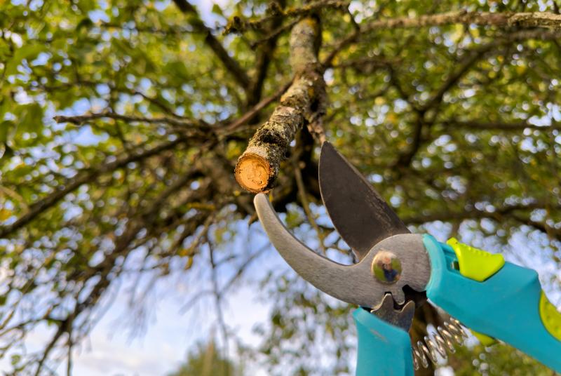 Les 7 critères essentiels pour choisir un élagueur professionnel