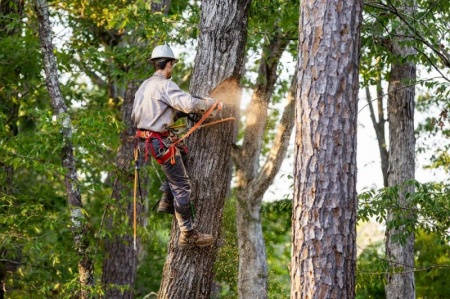 Service d'&eacute;lagage : des prestations compl&egrave;tes pour vos arbres